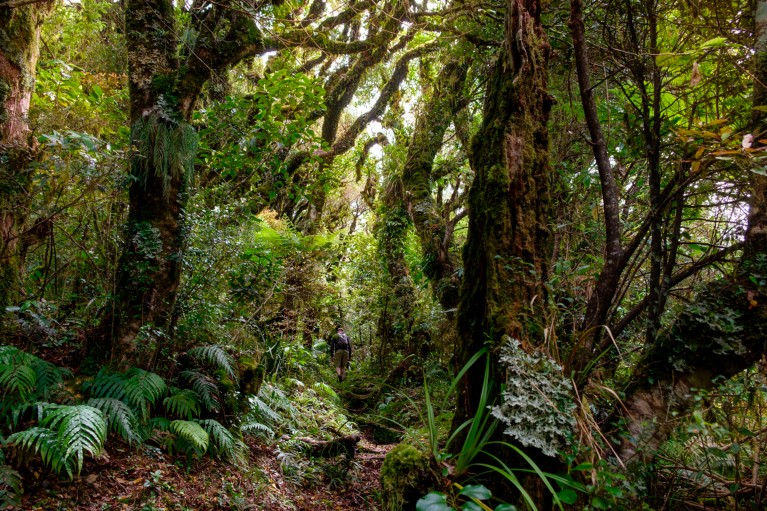 A man walks through a lush green forest in New Zealand
