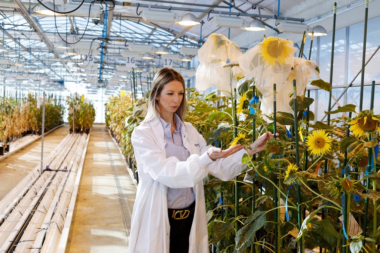 Biologist Sarah Iveson inspects sunflower plants in various stages of growth at a vast greenhouse in Toulouse, France.