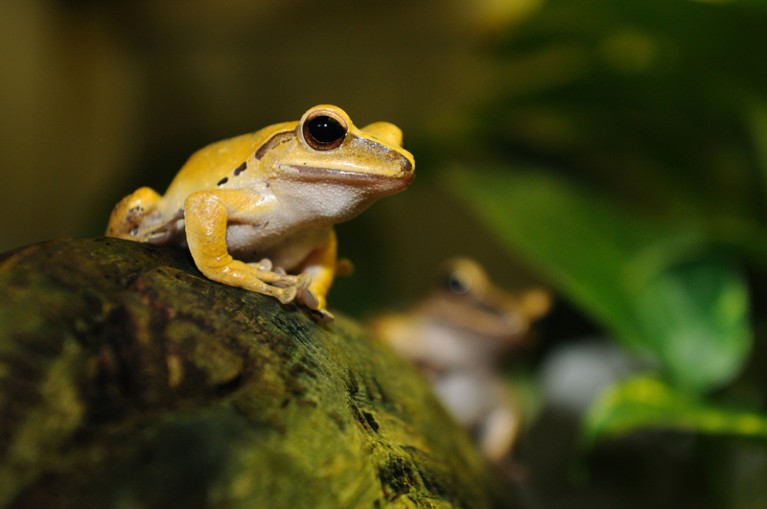 Two golden poison frogs sitting on a stone