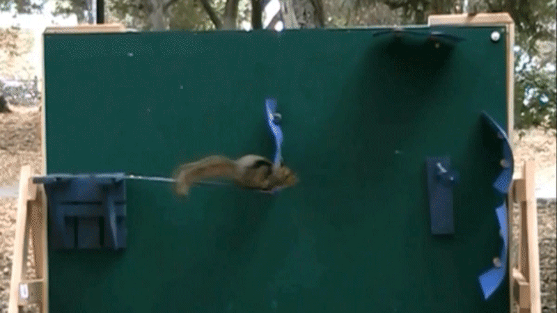 A fox squirrel jumping across experimental apparatus