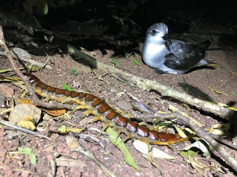 A Phillip Island centipede with an adult black-winged petrel