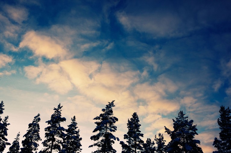 Pine trees silhouetted against an evening sky filled with white fluffy clouds.