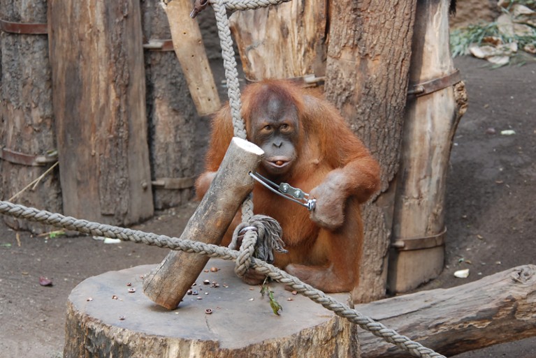Padana the orangutan cracking nuts