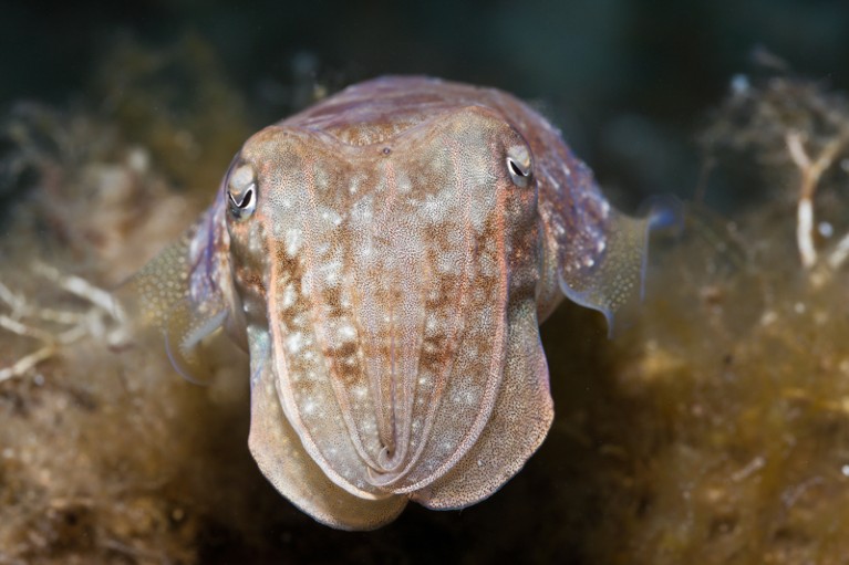 Portrait of a common cuttlefish