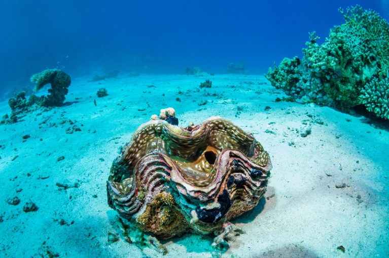 Giant clams have a growth spurt — thanks to pollution