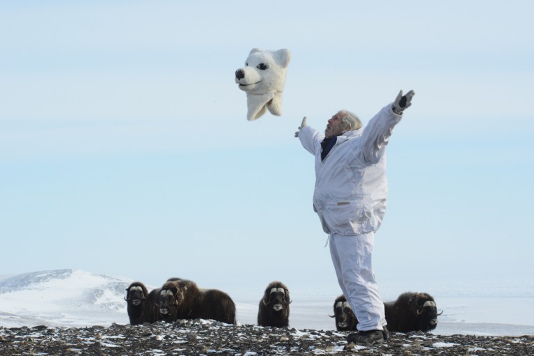 Joel Berger, wearing a polar bear costume, throws the fake head into the air in front of a muskoxen herd in the Russian Arctic