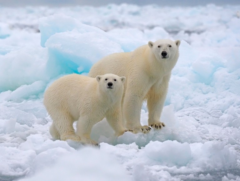 Polar bear mother and cub standing on ice.