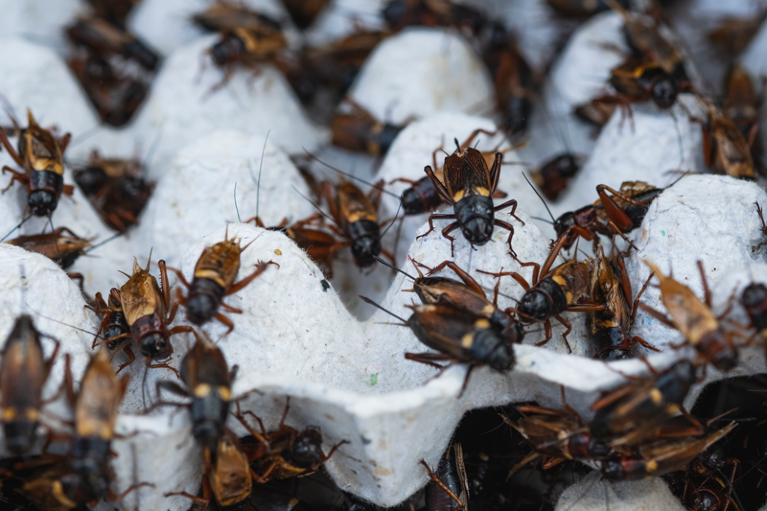 Close up of on a group of crickets crawling over an egg carton