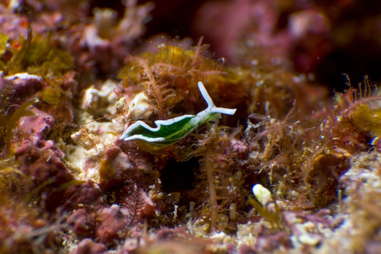 Sea slug Elysia timida under water.