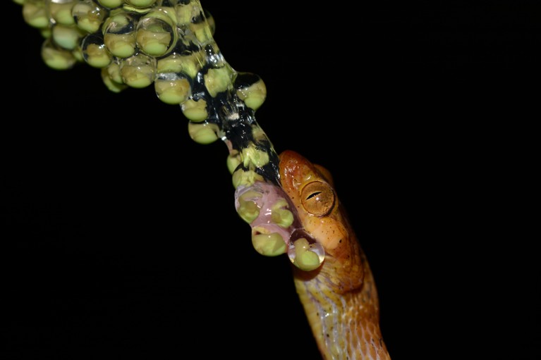 A yellow blunt-headed tree snake eating red-eyed tree frog eggs