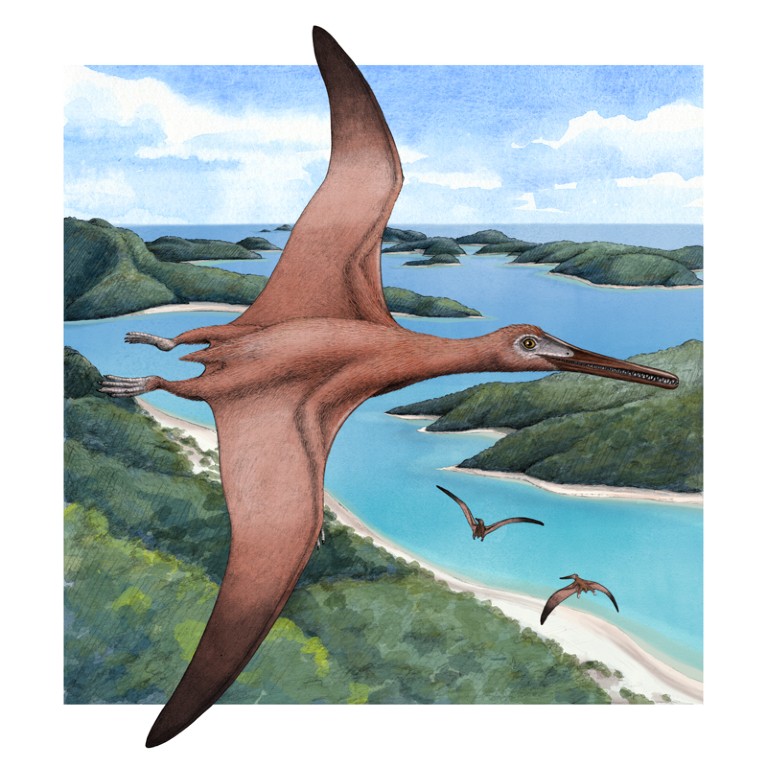 Artist’s depiction of a Late Jurassic pterodactyloid pterosaur in flight