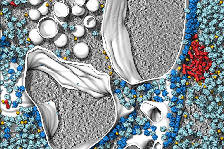 Cryo-electron tomography showing proteasomes clustered at the at the endoplasmic reticulum membrane