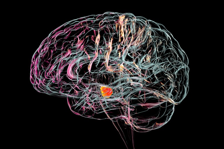 Illustration of a healthy substantia nigra in a human brain