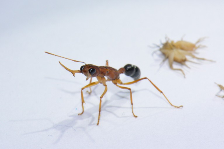 A Harpegnathos saltator worker ant captured in an aggressive display with open mandibles.