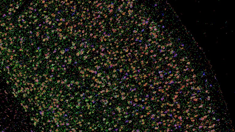 Different genes in a mouse brain slice are imaged in different colours using the BARseq2 technique