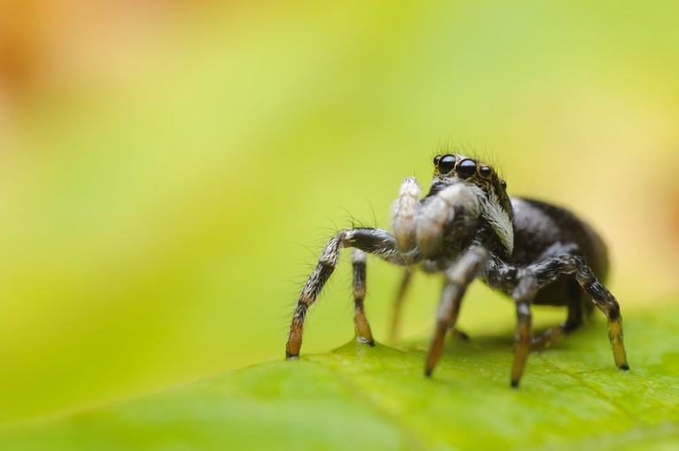 A jumping spider sitting on a leaf.