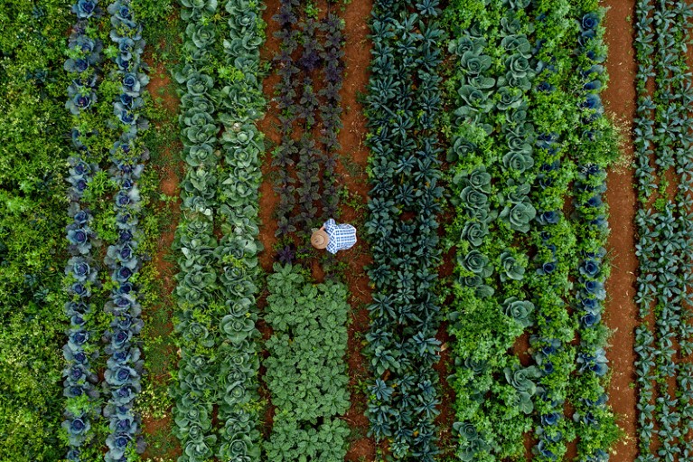 Bird's-eye view of an employee harvesting kale at an organic farm.