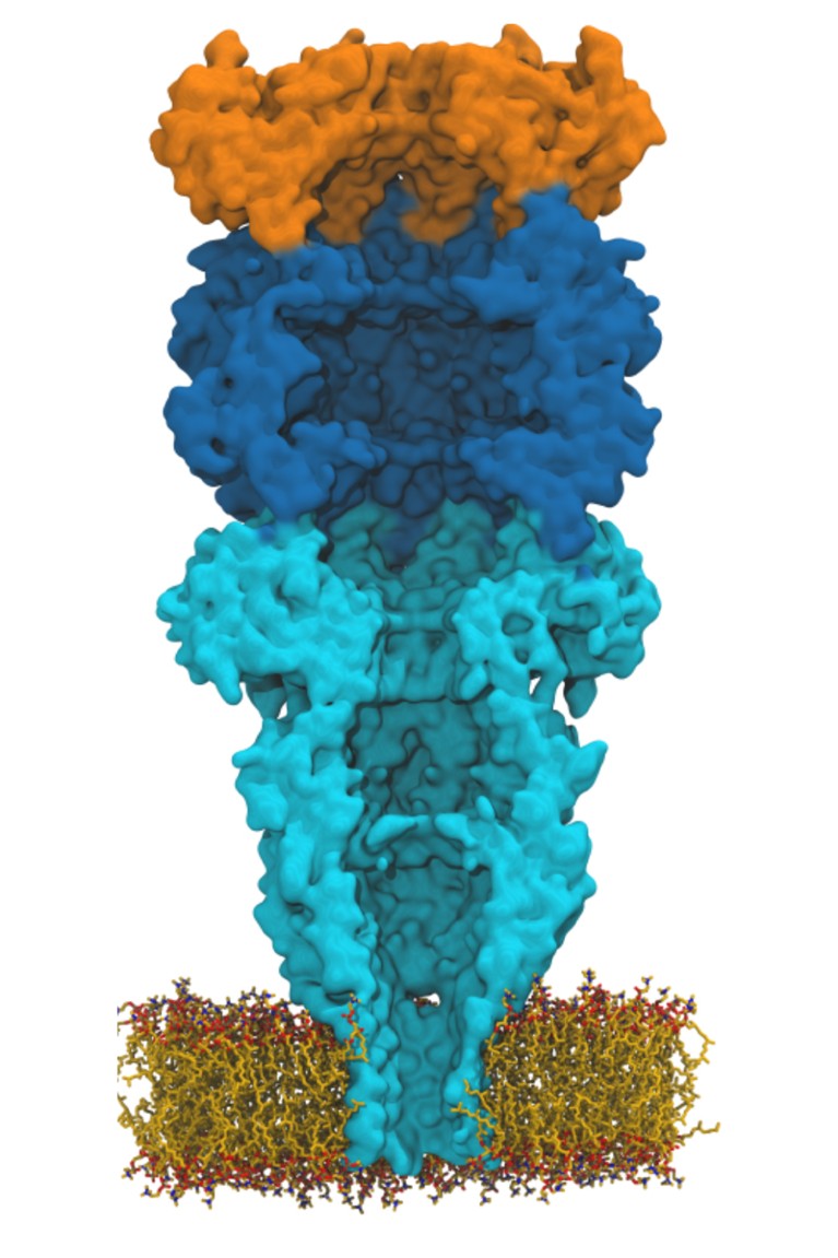 Cut through of the proteasome-nanopore