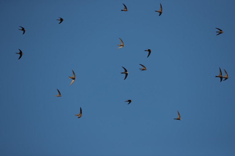 Pallid swifts in flight