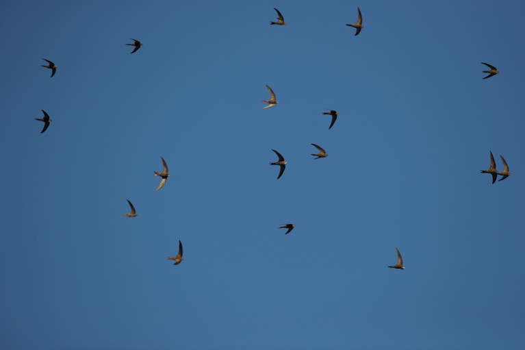 Across the Sahara in a day: swifts zip across the desert at amazing rates