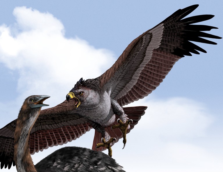 Artwork of a Haast's eagle preying on a giant moa
