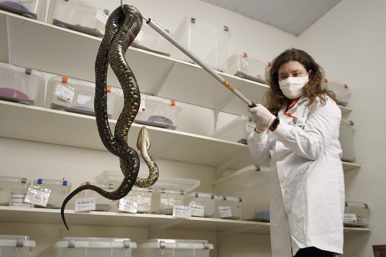 Eletra de Souza uses a snake hook to handle a specimen of venomous snake in her lab.