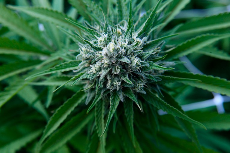 Close-up of a marijuana flower
