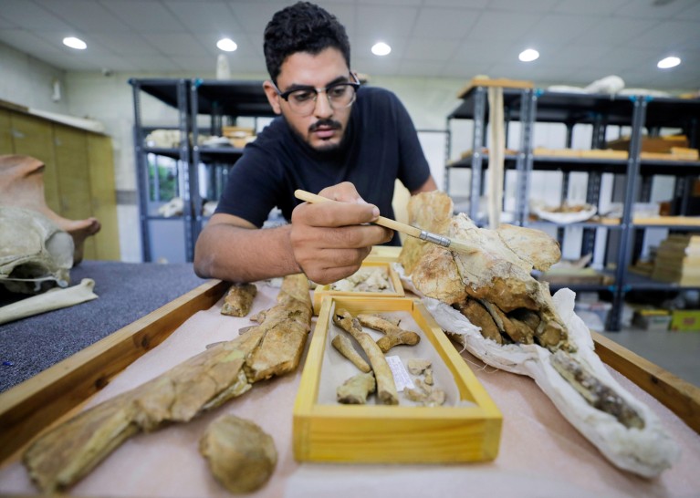 阿卜杜拉Gohar使用画笔来清洁的43个化石两栖鲸鱼收住曼苏拉大学科,埃及