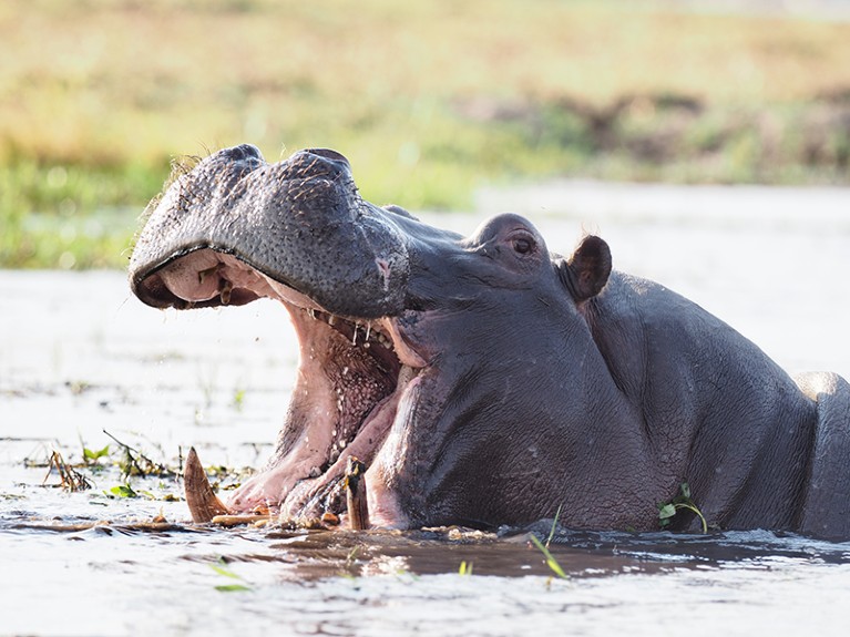 A hippopotamus with a wide open mouth in the water.