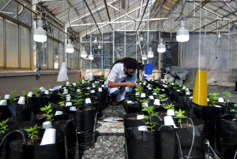 Sergio Rocha inspects rows of cannabis plant seedlings in grow bags inside a greenhouse