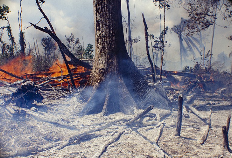 The Amazon rainforest was burned in the Acre state of Brazil on the 17th November, 2014.