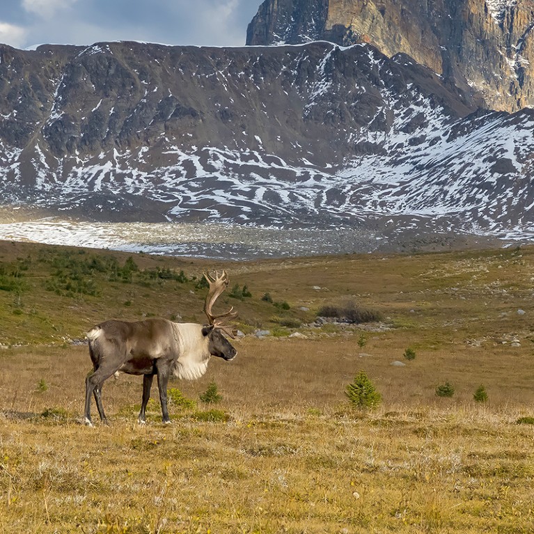 A wild caribou in the Rocky Mountains of Canada.