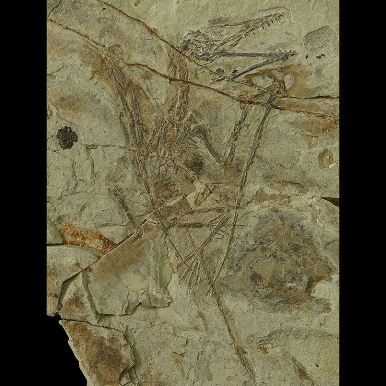 A fossil of Kunpengopterus sinensis associated with a pellet, from the Late Jurassic Linglongta Locality of China.