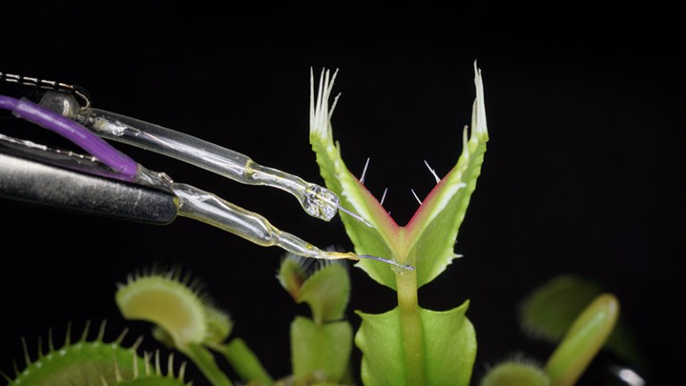 Modulation of Venus flytrap using the artificial neuron, where the flytrap is open and attached to the wires providing current.