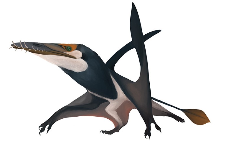 Artist’s rendering of the pterosaur