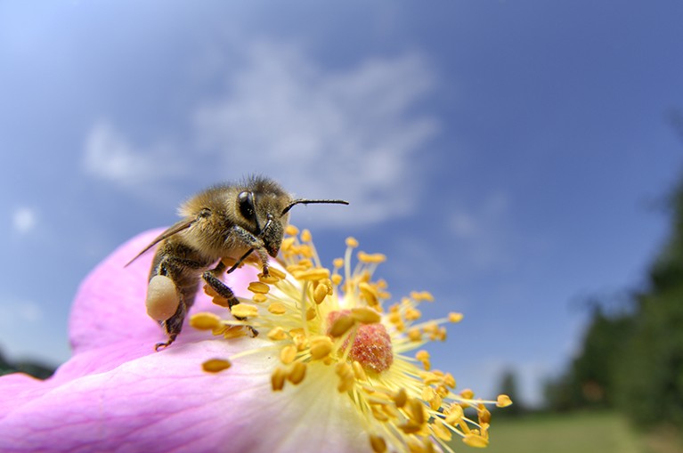 A honeybee (Apis mellifera) on a rose flower with blue sky in the background, in summertime in Germany.