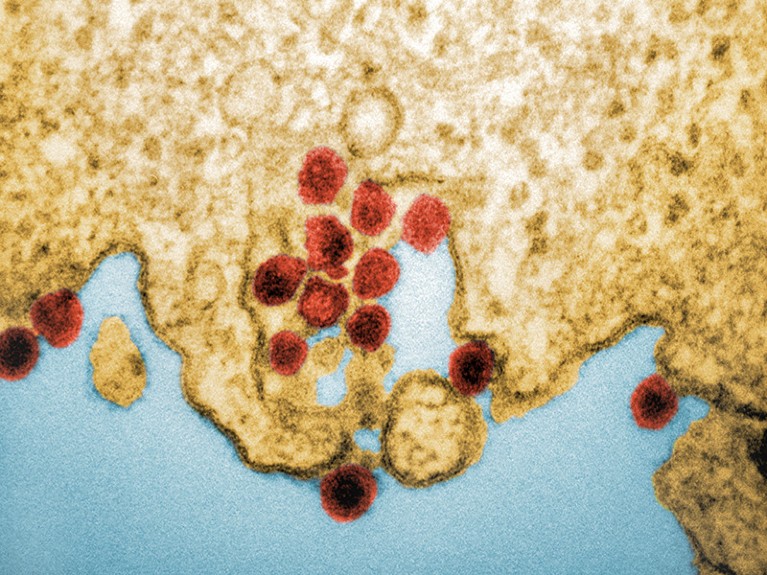 Coloured transmission electron micrograph (TEM) of chikungunya viruses (red) infecting a cell.