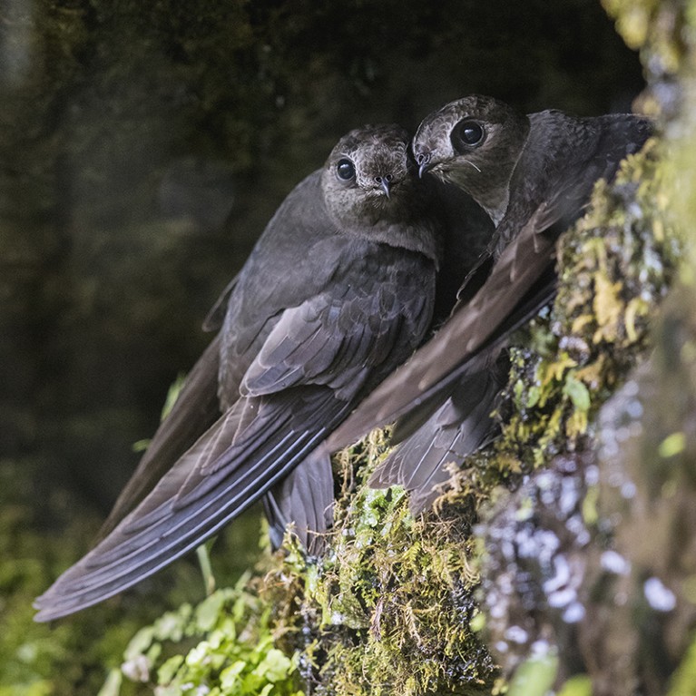 American Black Swift (Cypseloides niger) pair at nest, Montana.