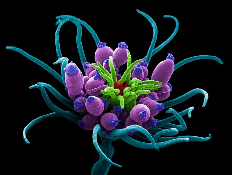 Coloured scanning electron micrograph (SEM) of the hydroid, Ectopleura larynx.