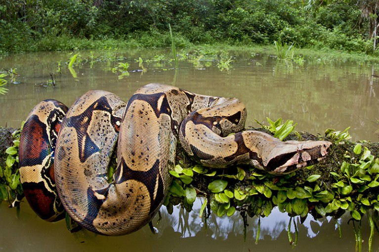 Red tailed boa constrictor on fallen tree over water.