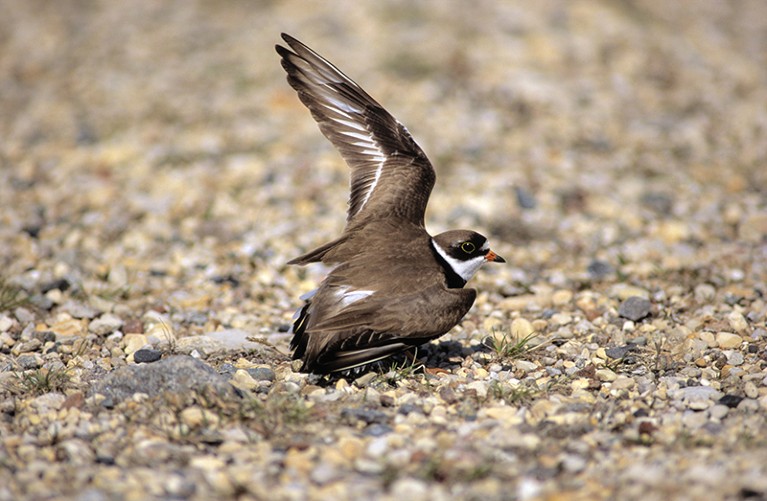 A Semipalmated Plover (Charadrius semipalmatus) is doing a broken-wing display to distract predators from its nest.