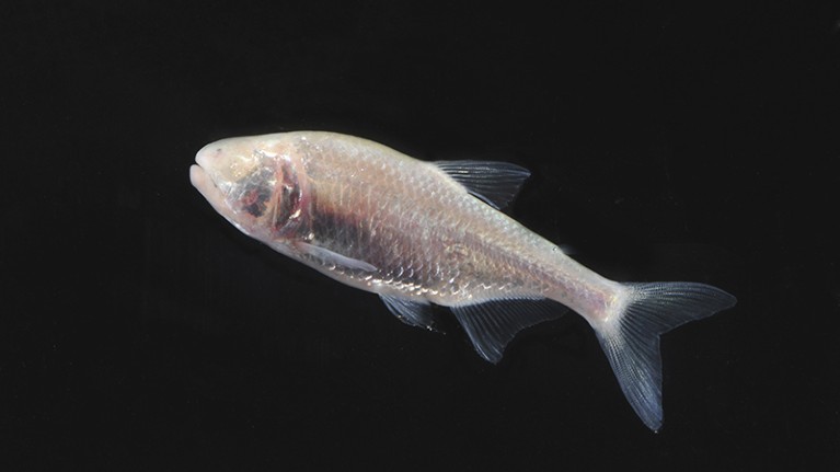 A Mexican blind cave fish (Astyanax fasciatus mexicanus) in the deep waters of Tamaulipas, Mexico.