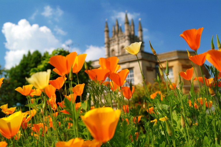 Bright orange and yellow California poppies flowering in front of an Oxford building