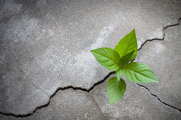 A young green-leaved tree plant grows through a crack in a concrete floor.