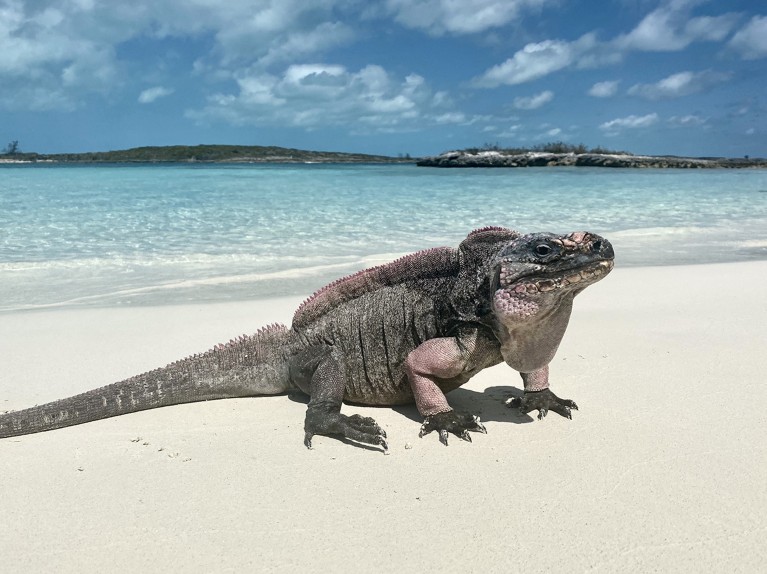 A northern Bahamian rock iguana (Cyclura cychlura figginsi) on the beach, with blue water and an island in the background.