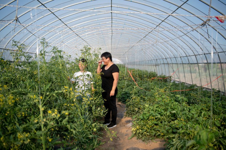 Caixia Gao and a member of her research team inspect CRISPR-modified tomato crops in a greenhouse