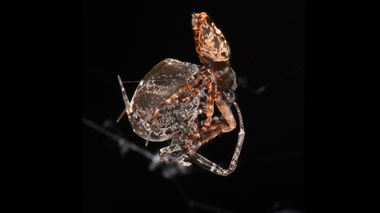 Two Philoponella prominens spiders mating.