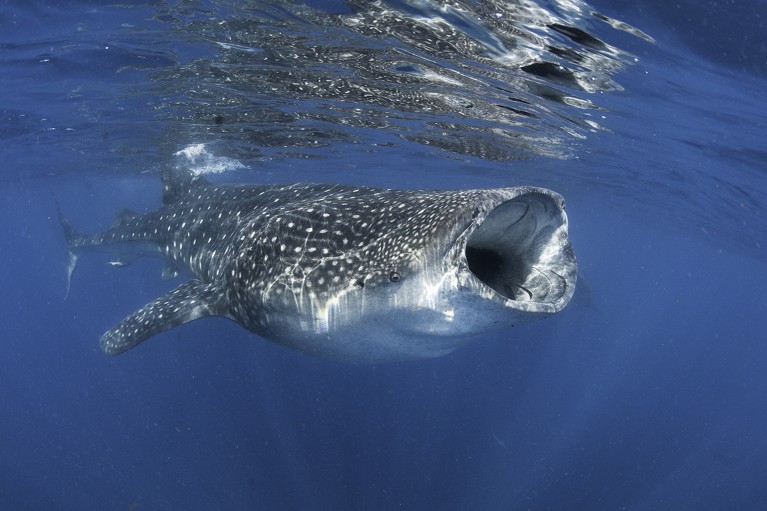 Underwater photograph of a whale shark with a wide open mouth feeding near the water's surface.