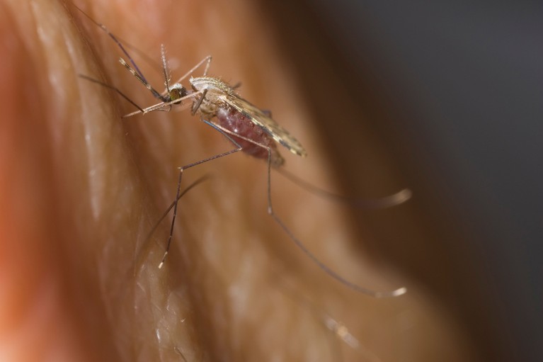 A female malaria mosquito (Anopheles funestus) biting a human arm.