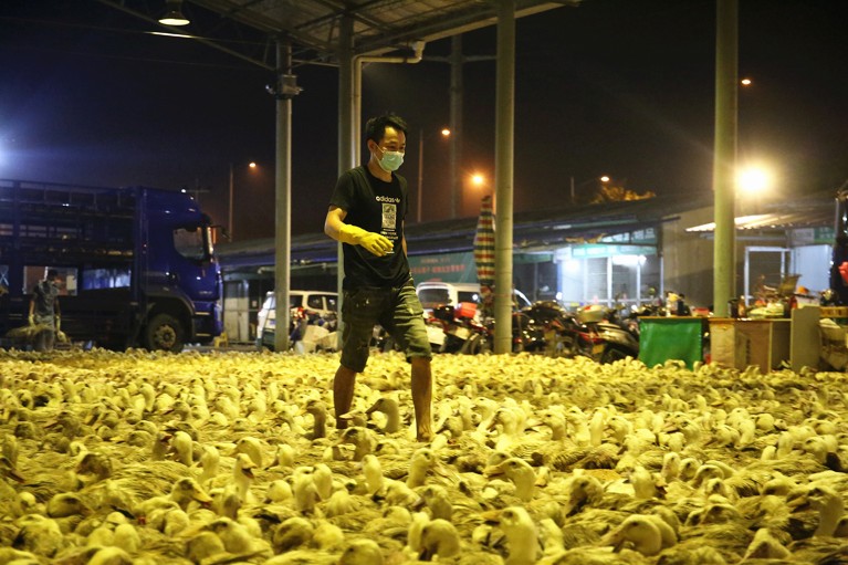 A man walks through hundreds of yellow ducks for sale at a wholesale poultry market in Liuzhou, China.